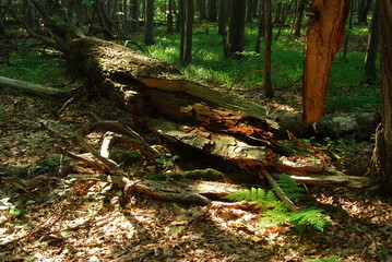 Magurski Park Narodowy, Rezerwat 