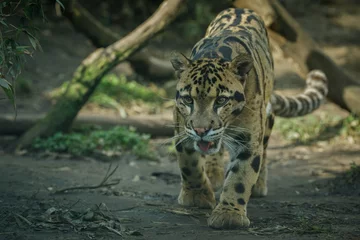 Foto op Canvas Clouded leopard is walking towards from the shadows to the light/big cat male from a darkness/zoo in czech republic/neofelis nebulosa/vey rare creature © photocech