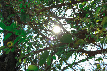 Nature blurred light abstract background / Natural outdoors bokeh background, Blurred forest background