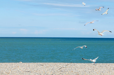 Seagulls on pebble beach