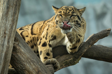 Clouded leopard is cleaning himself on a tree/big cat male from a darkness/zoo in czech republic/neofelis nebulosa/vey rare creature