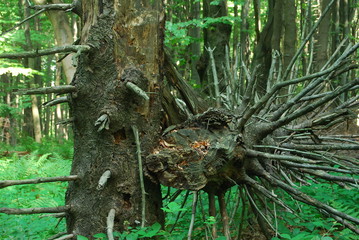 Magurski Park Narodowy, Rezerwat 