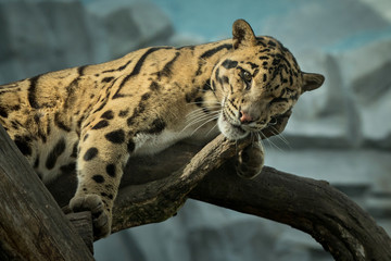 Obraz premium Clouded leopard is resting on a tree/big cat male from a darkness/zoo in czech republic/neofelis nebulosa/vey rare creature