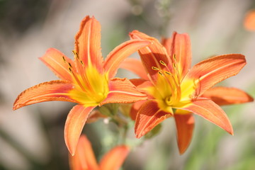 Orange lilies on a sunny day