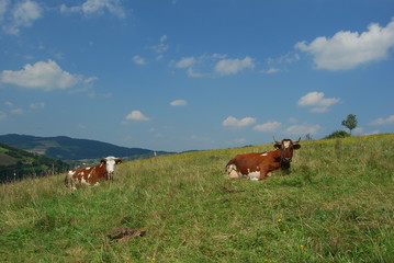 Obraz premium Pogorze Jasielskie, Szlak na Grzywacka Gore.