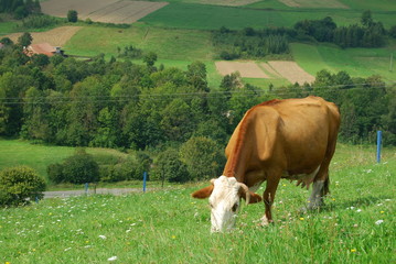 Pogorze Jasielskie, Szlak na Grzywacka Gore. © M. G. Koperkiewicz