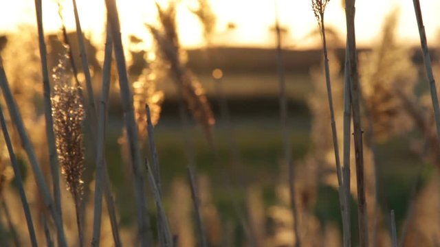 Lunghe spighe in una palude in campagna al tramonto mosse dal vento al tramonto.