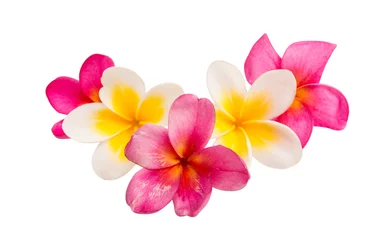 Deurstickers Frangipani frangipani bloem geïsoleerd