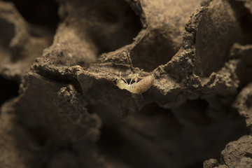 Termite on nature background in Southeast Asia. 