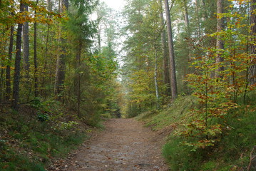 Obraz premium Roztoczanski Park Narodowy.