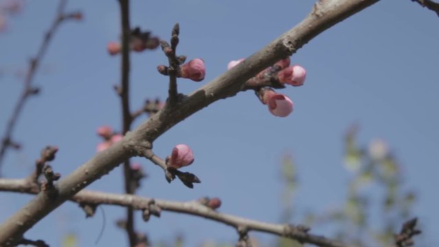 Piccoli fiori rosa su rami secchi di un albero appena sbocciati in primavera.
