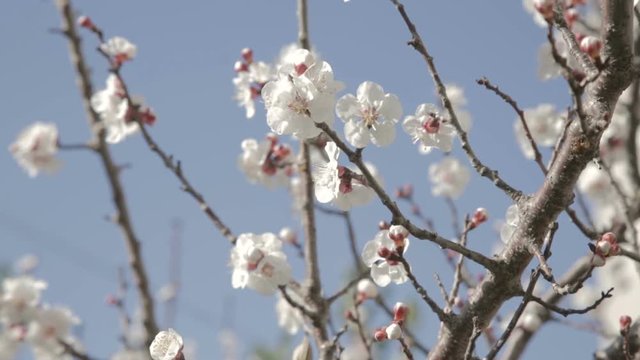 Piccoli fiori rosa su rami secchi di un albero appena sbocciati in primavera.
