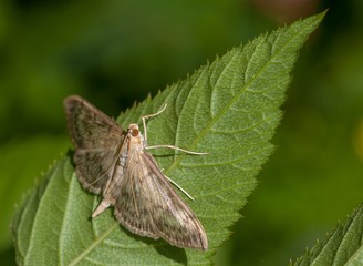 Obraz premium Mother of Pearl