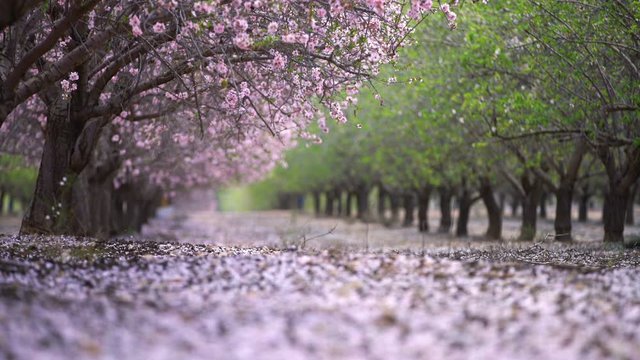garden with blooming peach trees, spring day