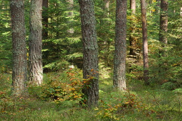 Roztoczanski Park Narodowy.