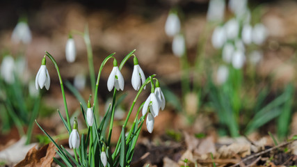 SNOWDROPS - early spring flowers in the park