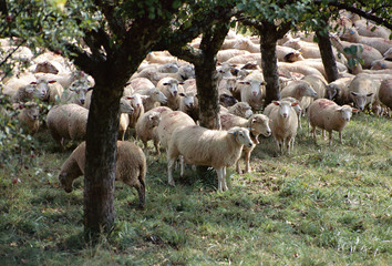 Flock of sheep