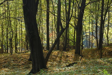 Obraz premium Roztoczanski Park Narodowy.