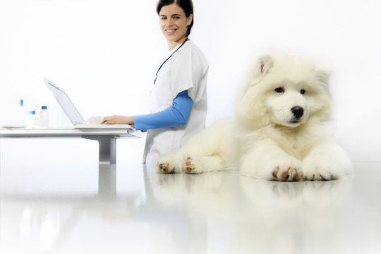 smiling Veterinarian examining dog on table with computer in vet clinic