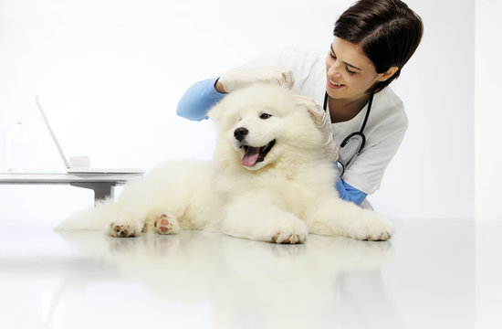 Veterinary checks the ears dog on the table in vet clinic