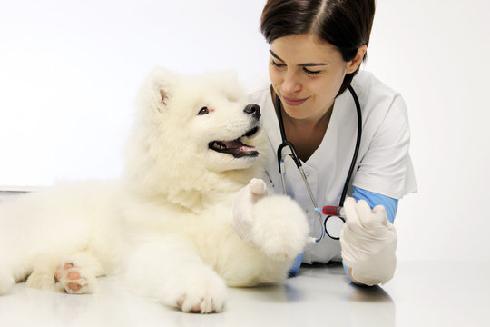 smiling veterinarian with dog in vet clinic, blood exam