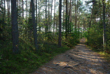 Park Krajobrazowy Puszczy Solskiej © M. G. Koperkiewicz