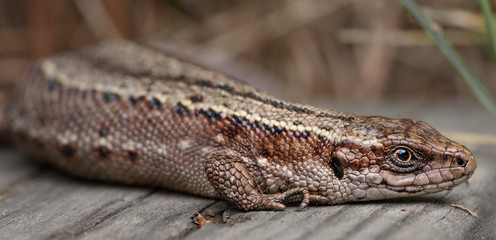 Common lizard