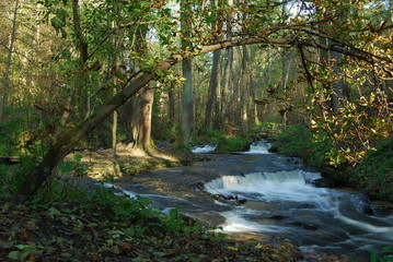 Park Krajobrazowy Puszczy Solskiej © M. G. Koperkiewicz