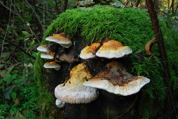 Park Krajobrazowy Puszczy Solskiej © M. G. Koperkiewicz