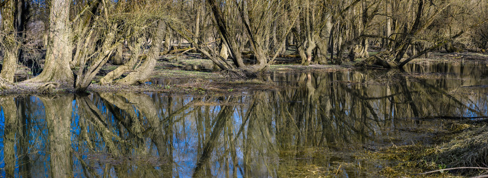 Aulandschaft an der Donau