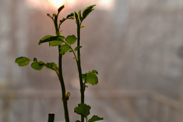 Obraz na płótnie Canvas Silhouette of a sprouting plant against rising sun