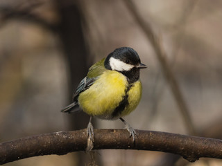 Great tit, Parus Major, close-up portrait on branch with bokeh background, selective focus, shallow DOF