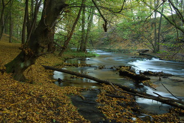 Park Krajobrazowy Puszczy Solskiej © M. G. Koperkiewicz