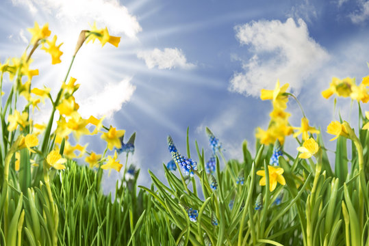 Frühlingsblumen Auf Wiese Mit Blauem Himmel