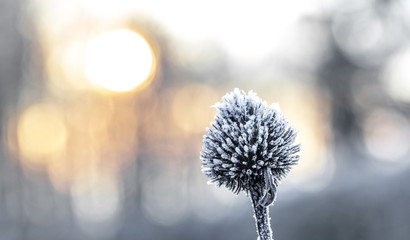 Icy Cone flower