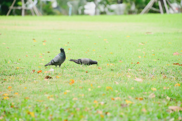 dove