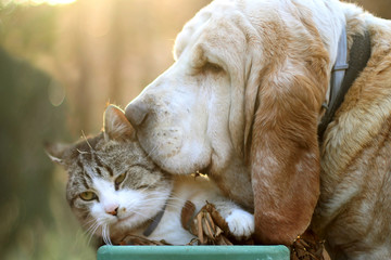 Dog and cat love