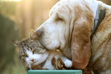 Plaid avec motif Chien Dog and cat love
