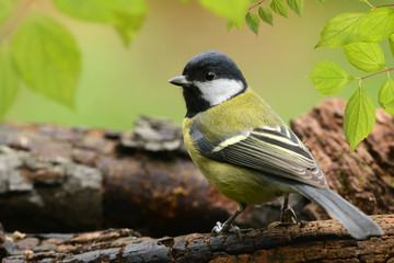 Fototapeta premium Vögel 70