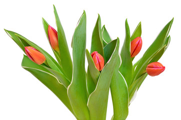 Tulips flowers