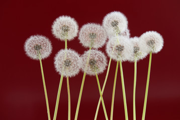 Dandelion flower on red brown color background, object on blank space backdrop, nature and spring season concept.