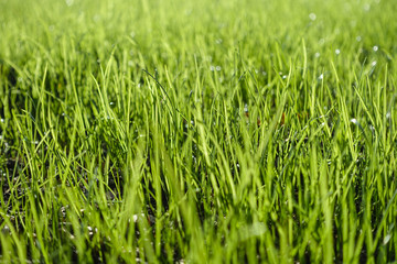 Green lawn, blades of grass with dew drops