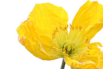 Naklejka premium yellow poppy flower on white #2