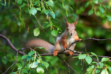 Fototapeta premium Beautiful European squirrel