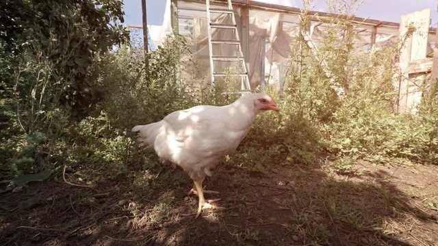 White Hen Foraging for Bugs in the Garden Shade