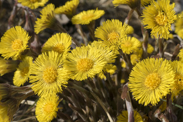Coltsfoot (Tussilago farfara)