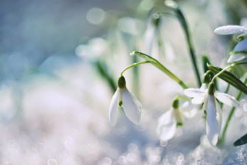 gentle spring snowdrop flower in melting snow. The first spring snowdrops in a forest glade....