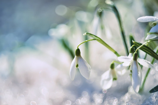 gentle spring snowdrop flower in melting snow. The first spring snowdrops in a forest glade. Close-up.  soft focus
