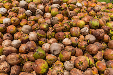 Crop of coconut in Thailand