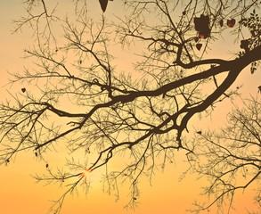 Autumn tree and gold sky background  